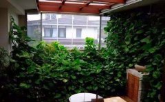 （绿植租摆）绿萝作用：室内绿萝绿植墙怎么做