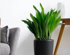 租赁技巧：绿植盆栽有哪些比较好养