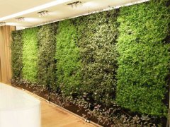 绿植墙的好处，哪些植物适合做绿植墙