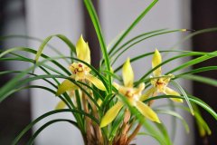 什么是花卉租赁呢?