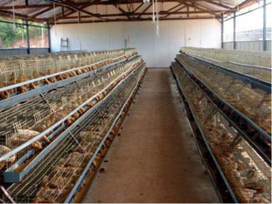 养殖场喷雾除臭设备系统能除臭吗?