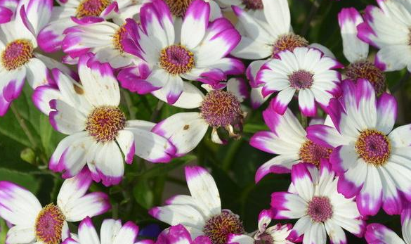 庭院设计 庭院设计