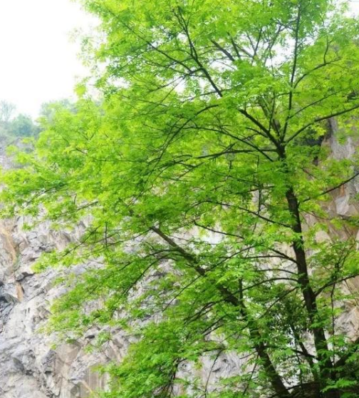 庭院设计 庭院设计