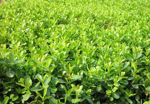 园林设计 <a href='https://www.laiyongfei.com/yuanlin/' target='_blank'><u>园林设计</u></a>