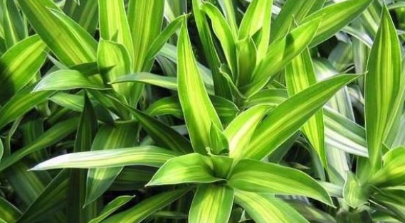 庭院设计 庭院设计