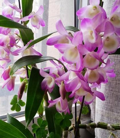 庭院设计 庭院设计