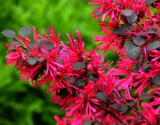 庭院设计 庭院设计