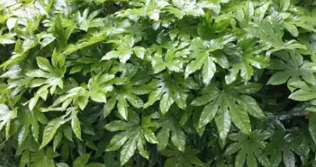 庭院设计 庭院设计