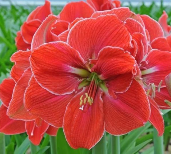 庭院设计 庭院设计