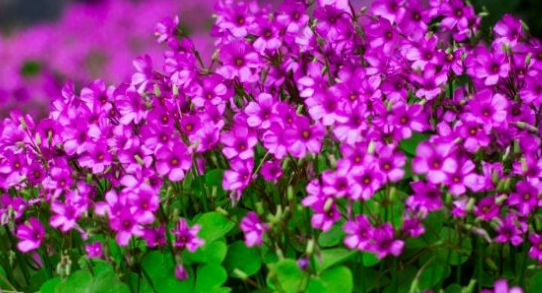 庭院设计 庭院设计