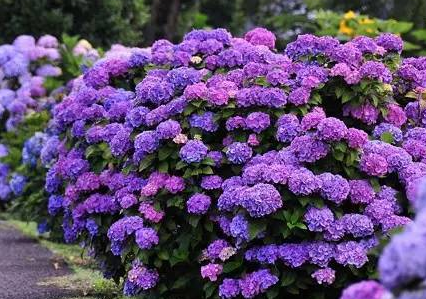 庭院设计 庭院设计