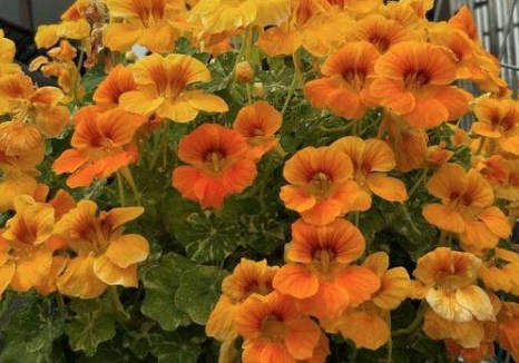 庭院设计 庭院设计