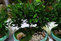 植物租赁打造家居绿植的布置及空间