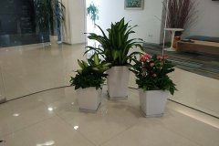 办公室绿植摆放有讲究懂技巧