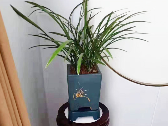 <a href='https://www.laiyongfei.com/zubai/' target='_blank'><u>绿植租摆</u></a>