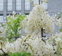 庭院设计中紫藤花的种类