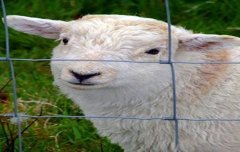 圈羊围栏网安装方法