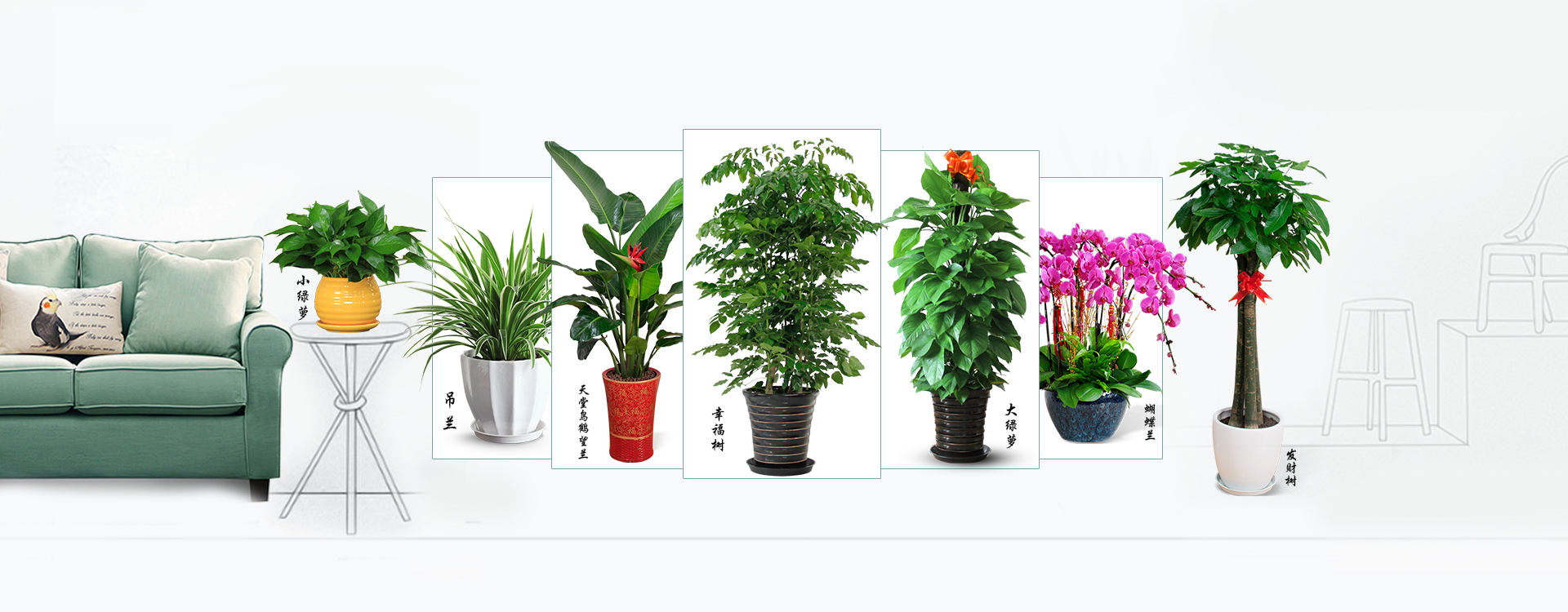 植物租赁,<a href='https://www.laiyongfei.com/zubai/' target='_blank'><u>绿植租赁</u></a>,室内<a href='https://www.laiyongfei.com/zubai/' target='_blank'><u>绿植租赁</u></a>,室内植物租赁