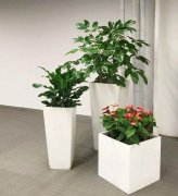 【植物租赁】企业单位植物租赁种类的选择