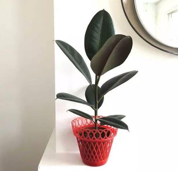 6种适合在办公室里生存的室内盆栽植物