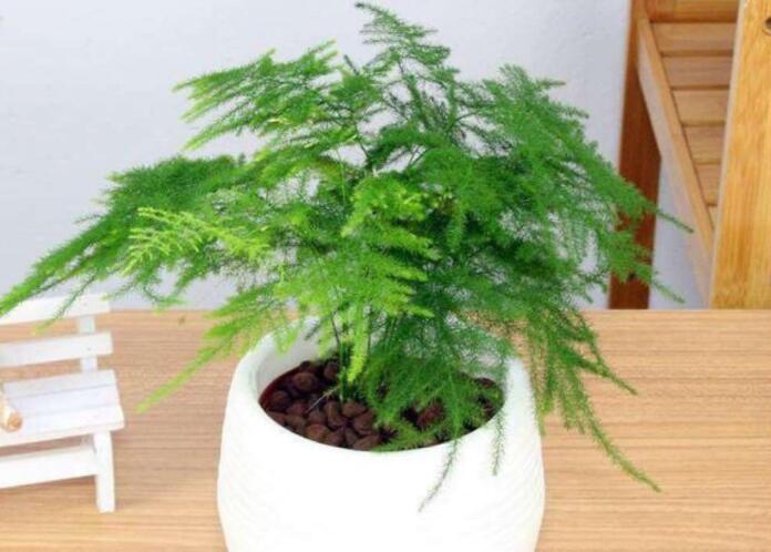办公室绿植缓解眼疲劳