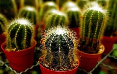办公室盆栽植物中哪些可以缓解眼睛疲劳？