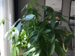 绿植租赁公司介绍发财树养护注意事项