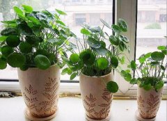 办公室绿植和花卉租赁怎样选择？