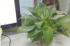 花卉租赁办公区植物布置技巧